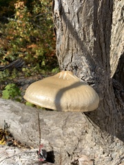 Hypsizygus