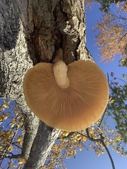 Hypsizygus