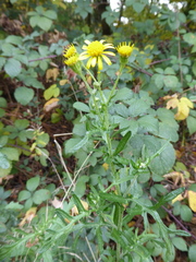 Jacobaea