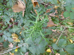 Jacobaea