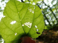 Stigmella tiliae
