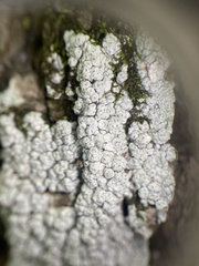 Pertusaria macounii