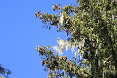 Coccothraustes vespertinus