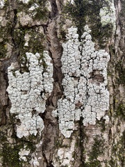 Pertusaria macounii