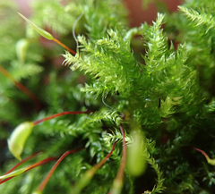 Rhynchostegium confertum