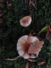 Rhodocollybia butyracea