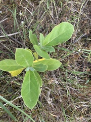 Calotropis procera