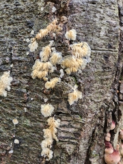 Radulomyces