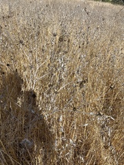 Centaurea solstitialis