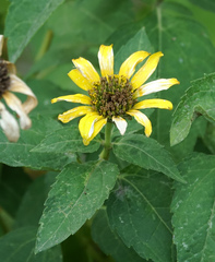 Heliopsis