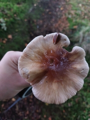 Rhodocollybia butyracea