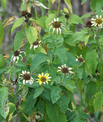 Heliopsis