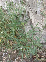 Brassicaceae