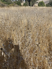 Centaurea solstitialis