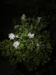 Tabernaemontana divaricata