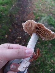 Rhodocollybia butyracea