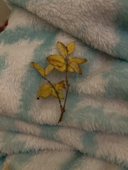 Ligustrum ovalifolium