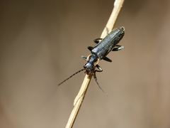 Cantharis obscura