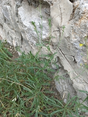 Brassicaceae