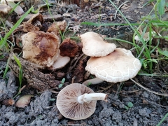 Cyclocybe cylindracea