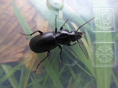 Pterostichus madidus