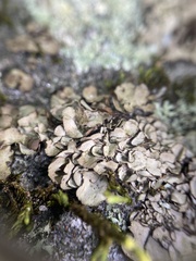 Dermatocarpon miniatum