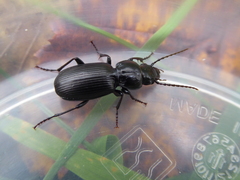 Pterostichus madidus