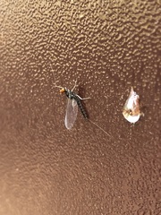 Ephemerella