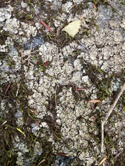 Dermatocarpon miniatum