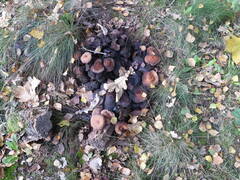 Hypholoma fasciculare