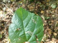 Stigmella tiliae