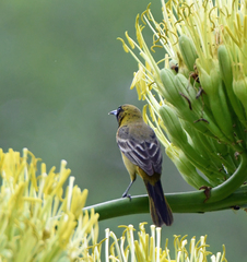 Icterus spurius