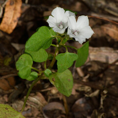 Ipomoea lacunosa