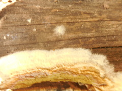 Coniophora puteana