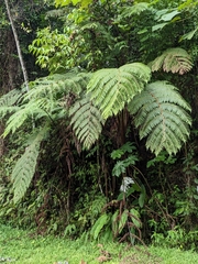 Alsophila spinulosa