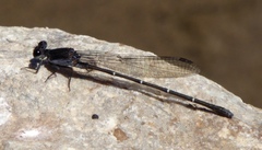 Argia tezpi
