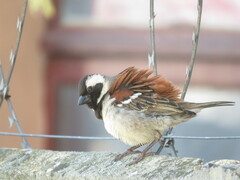 Passer melanurus melanurus