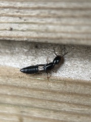 Xantholinus