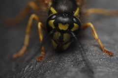 Vespula vulgaris