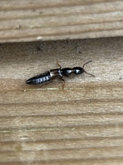 Xantholinus