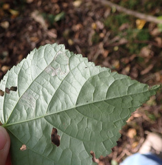 Stigmella tiliae