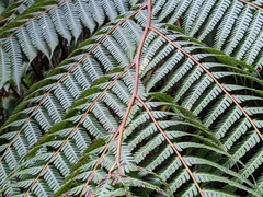 Alsophila spinulosa