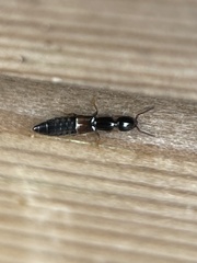 Xantholinus