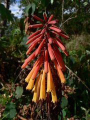 Kniphofia uvaria