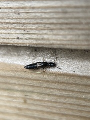 Xantholinus
