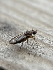Opomyza