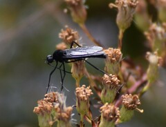 Penthetria heteroptera