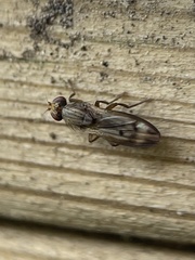 Opomyza