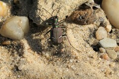Cicindela purpurea
