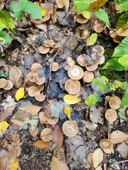 Lactarius glyciosmus